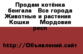 Продам котёнка бенгала - Все города Животные и растения » Кошки   . Мордовия респ.